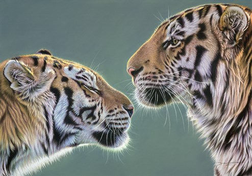 Young Love by Darryn Eggleton - Original Drawing on Mounted Paper